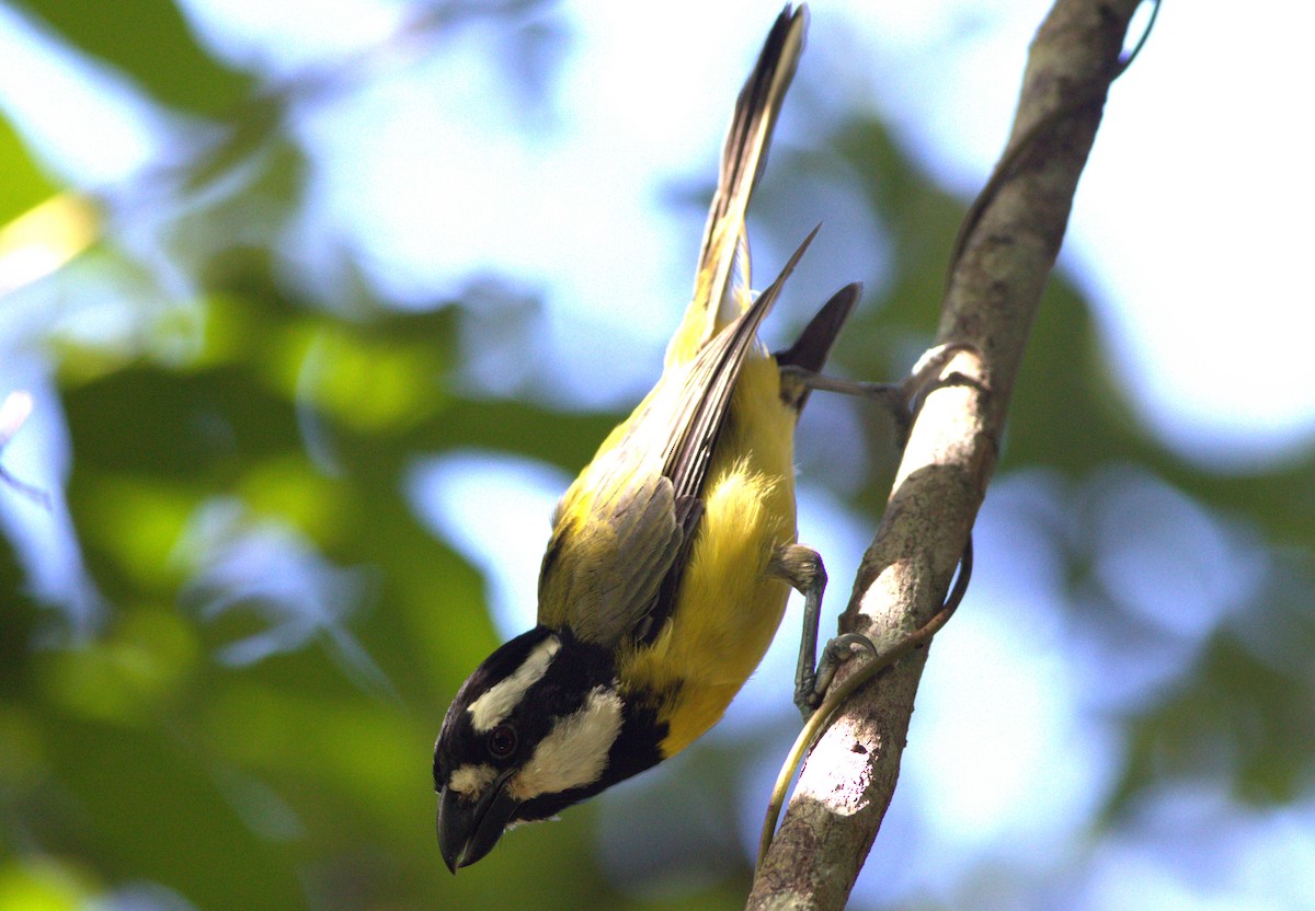 Eastern Shrike-tit - ML404844691