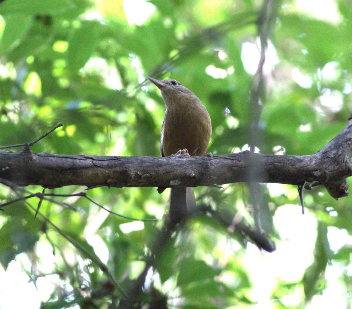 Rufous Shrikethrush - ML404845611