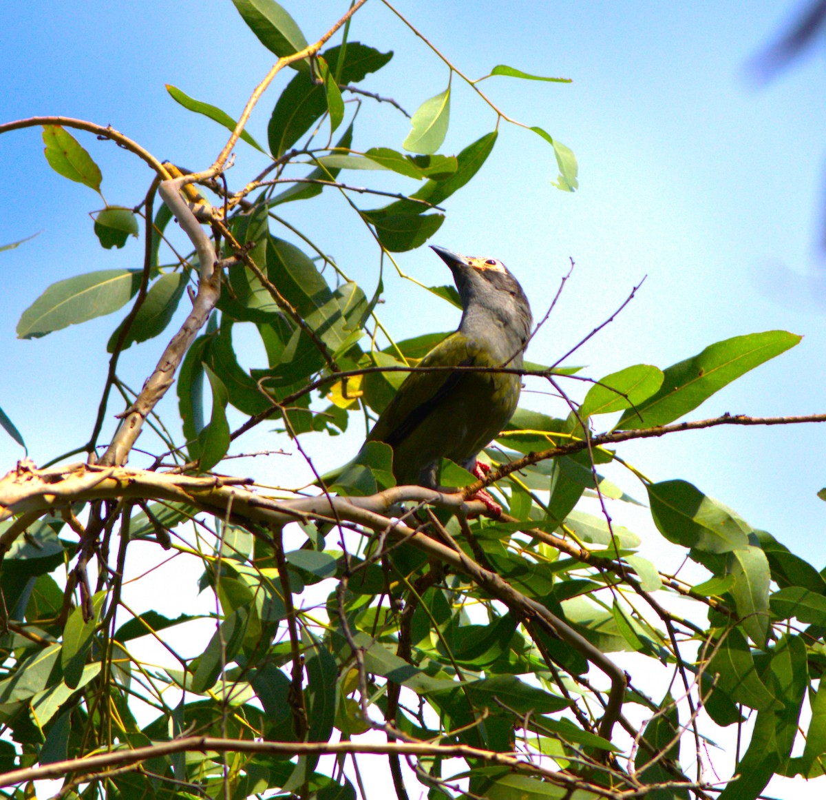 Australasian Figbird - ML404845661