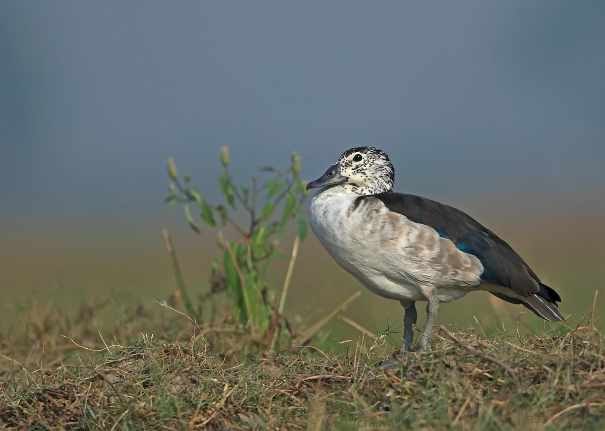 Knob-billed Duck - Panchami Manoo Ukil