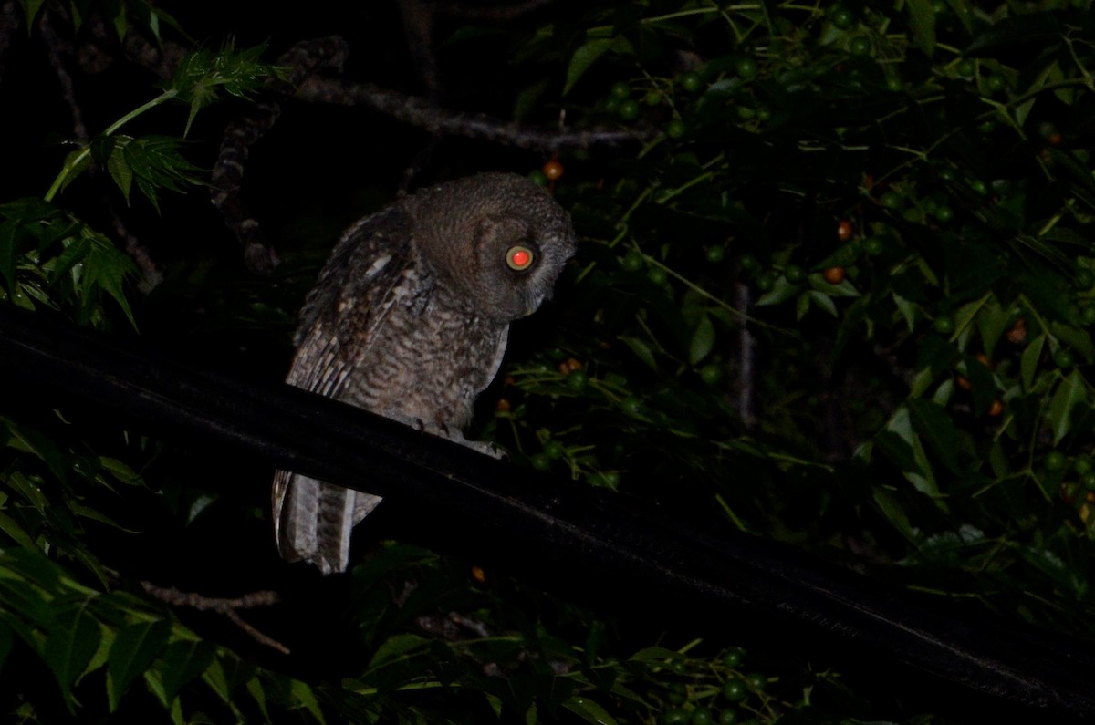 Tropical Screech-Owl - ML404846061