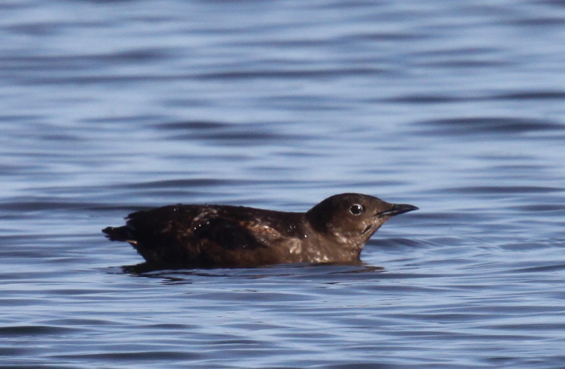 Guillemot marbré - ML404846681