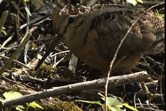 American Woodcock - ML404850