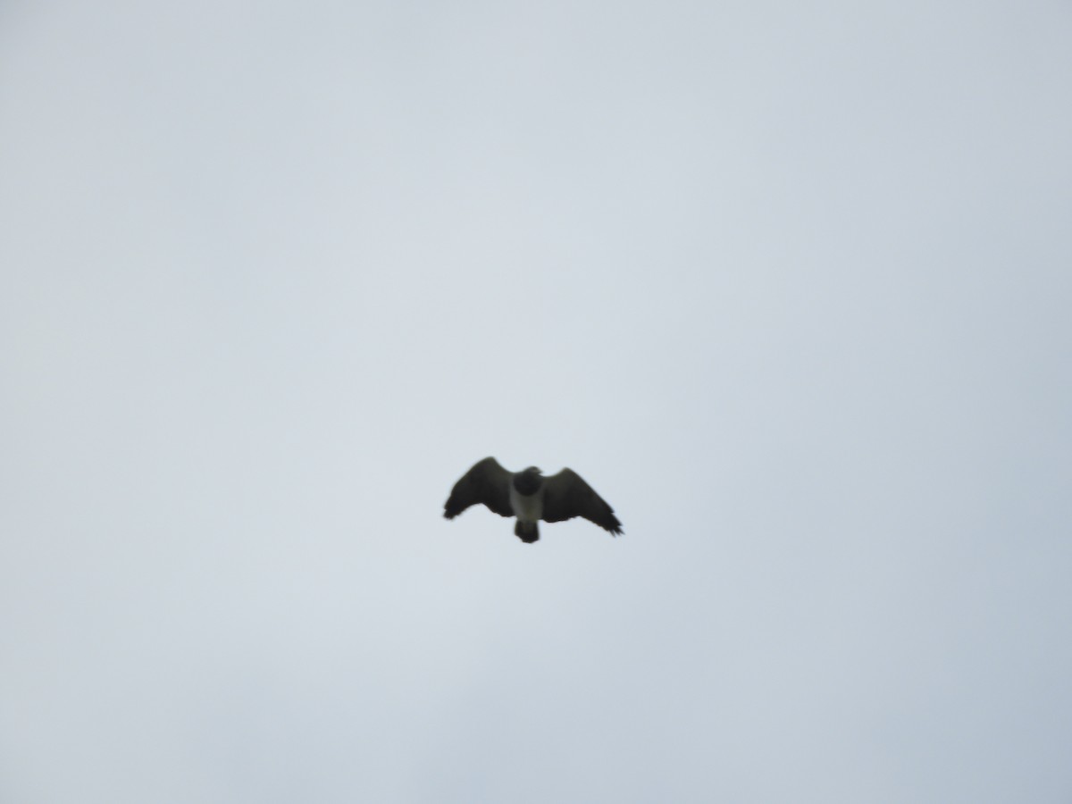 Black-chested Buzzard-Eagle - ML404850341