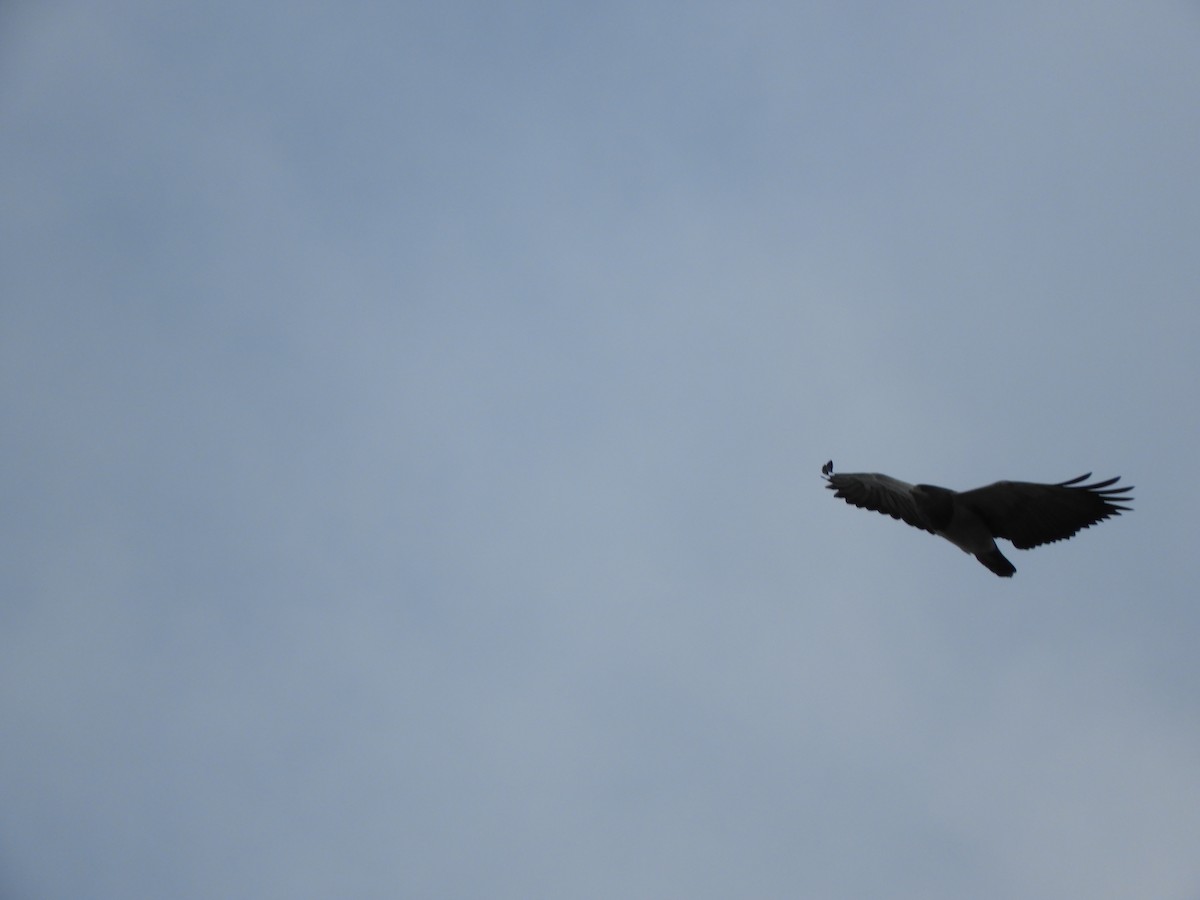 Black-chested Buzzard-Eagle - ML404850371