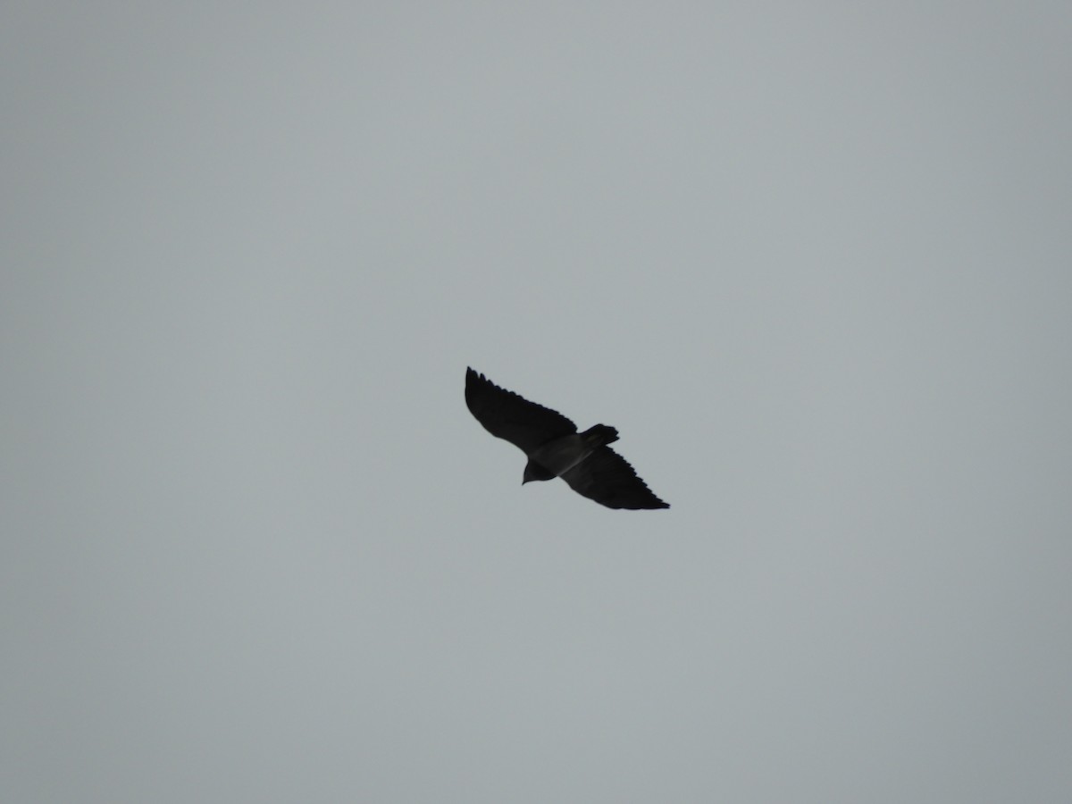 Black-chested Buzzard-Eagle - ML404850461