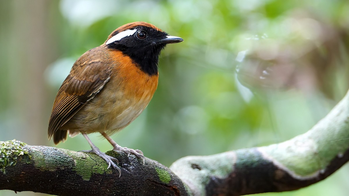 Chestnut-belted Gnateater - Mike Melton