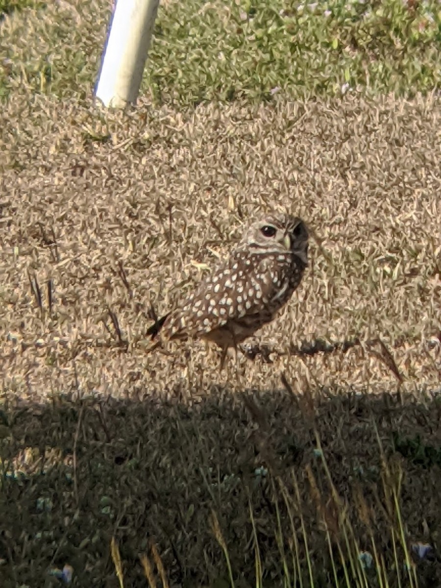 Burrowing Owl - ML404854571