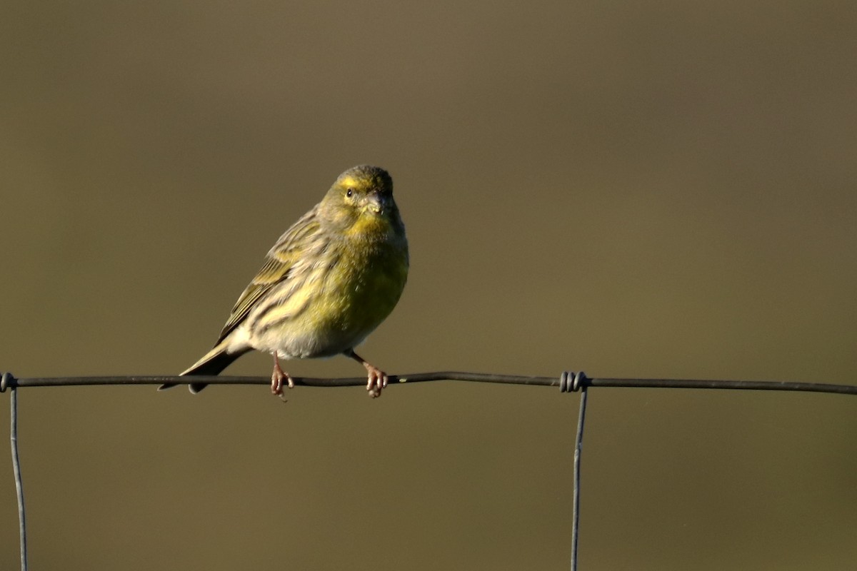 European Serin - Francisco Barroqueiro