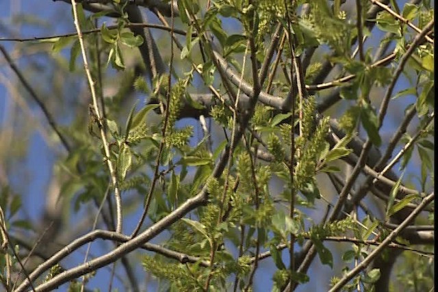 Wilson's Warbler - ML404858