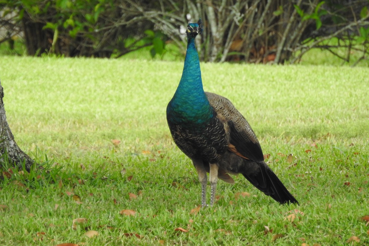 Indian Peafowl - ML404858491