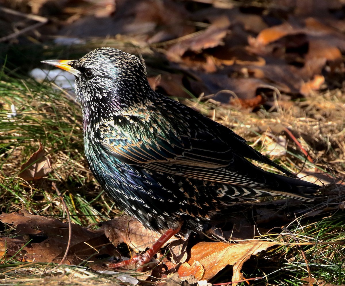 European Starling - ML404858741