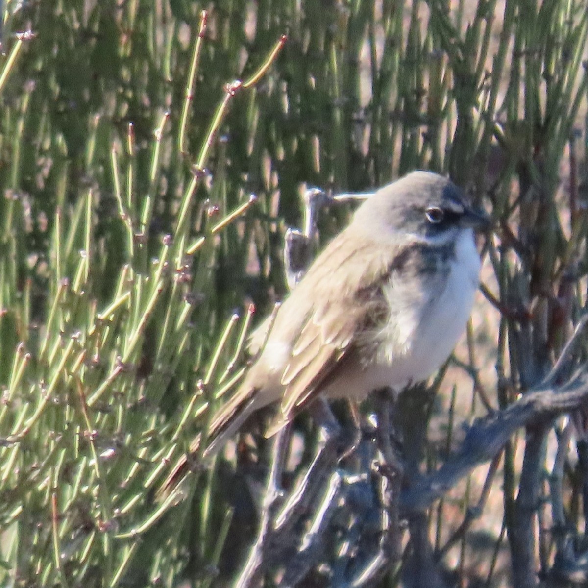 Sagebrush Sparrow - ML404858891