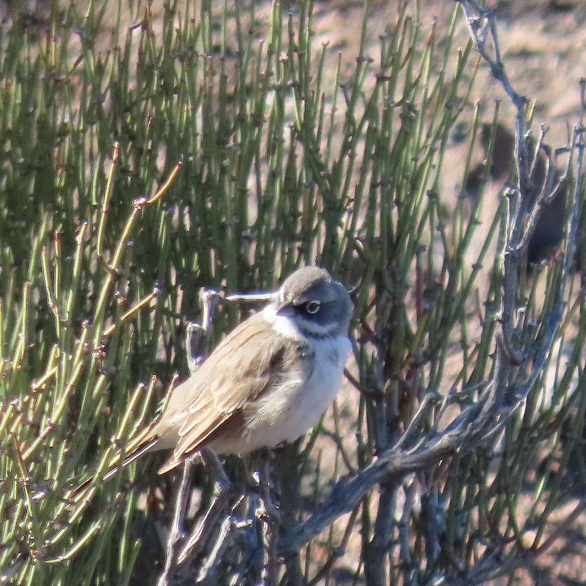 Sagebrush Sparrow - ML404858911