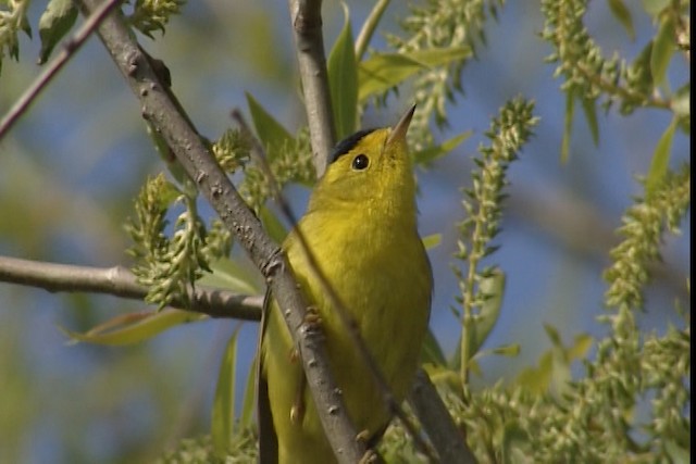 Wilson's Warbler - ML404859