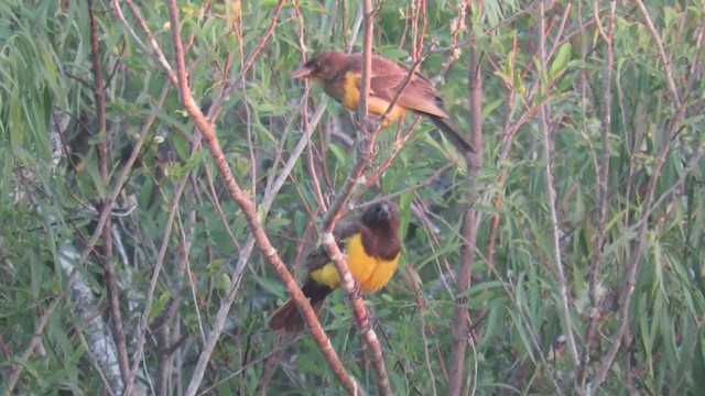 Yellow-rumped Marshbird - ML404859581