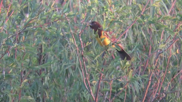 Yellow-rumped Marshbird - ML404859891