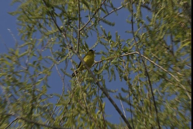 Wilson's Warbler - ML404860