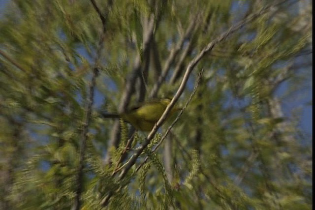 Wilson's Warbler - ML404861