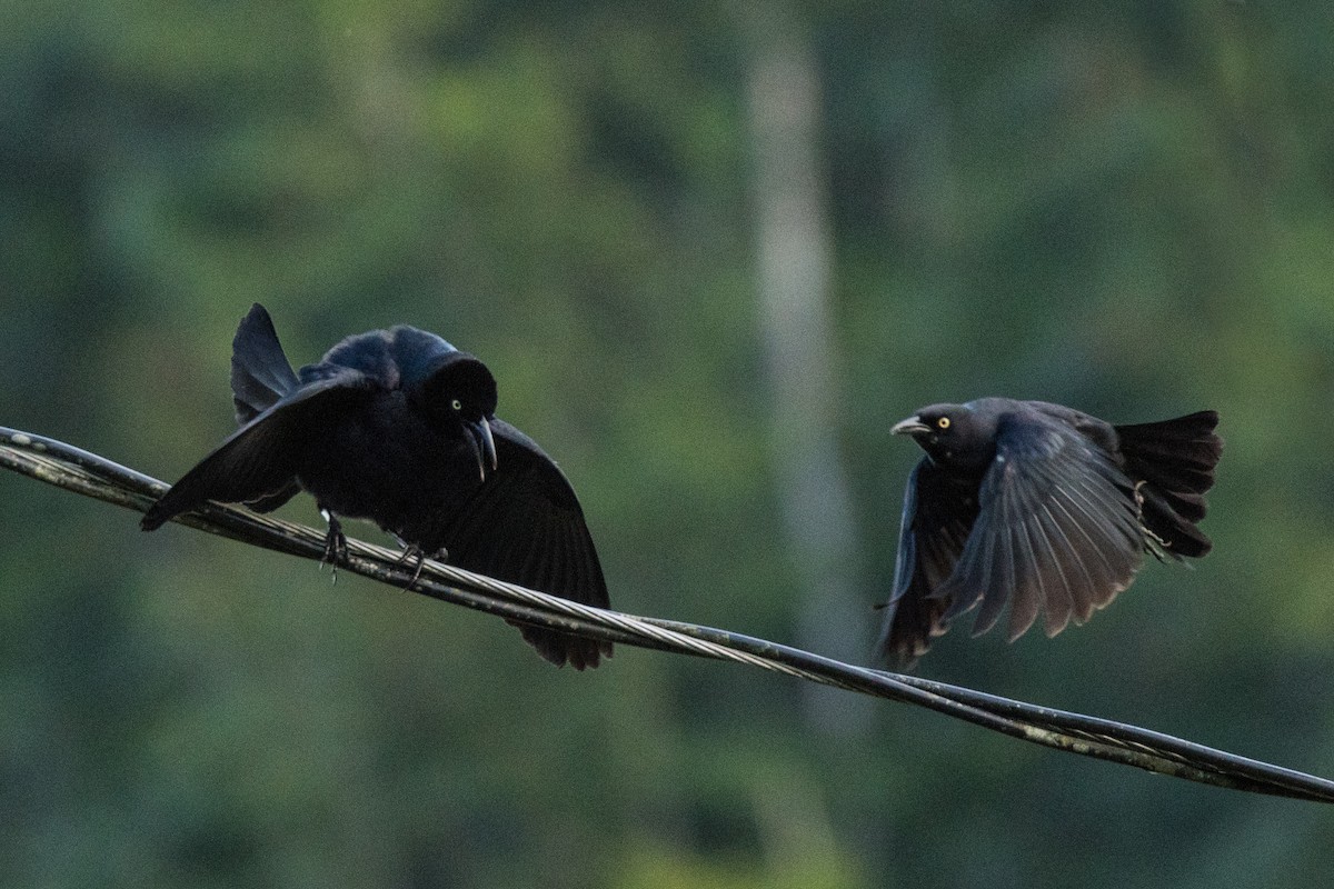 Greater Antillean Grackle - ML404861371