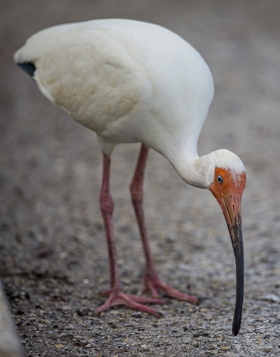 ibis bílý - ML40486281