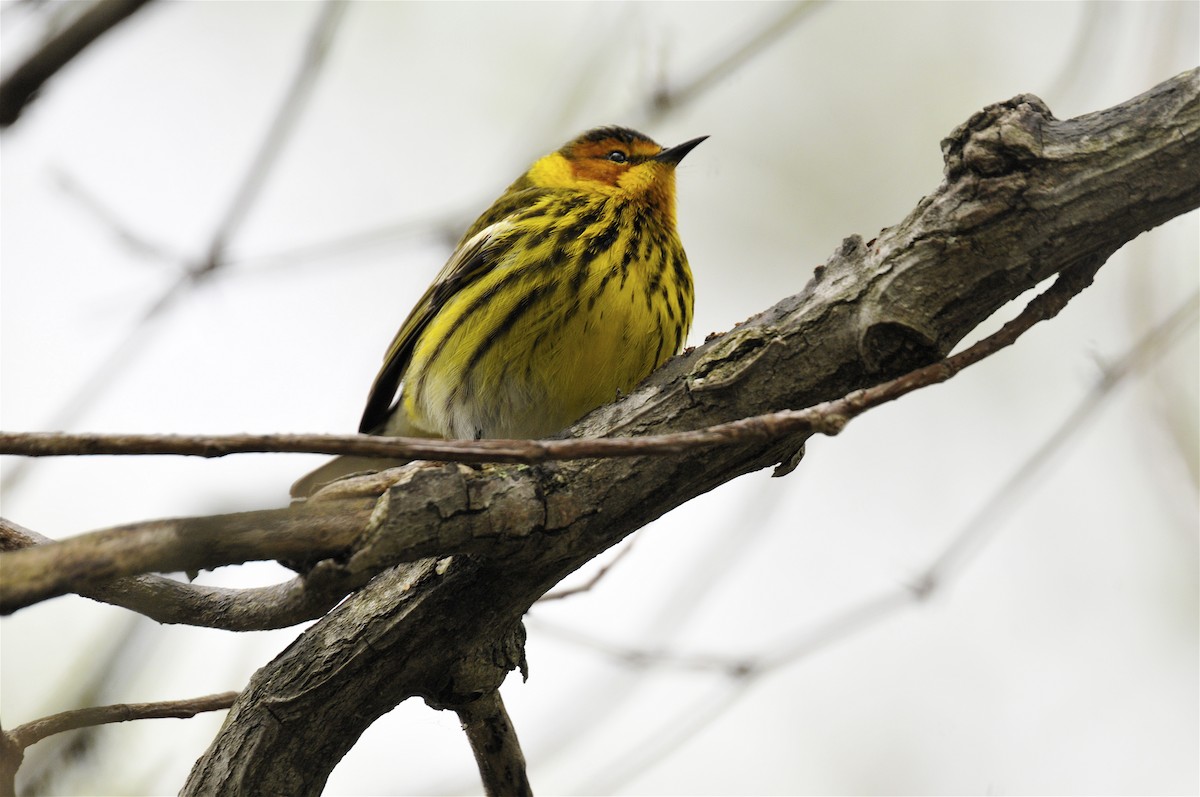 Cape May Warbler - ML404864921