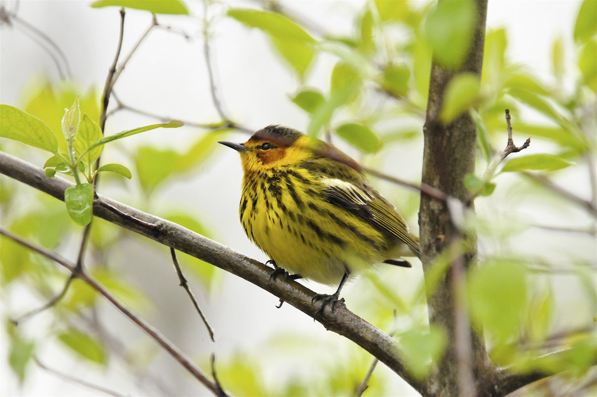 Cape May Warbler - ML404864931