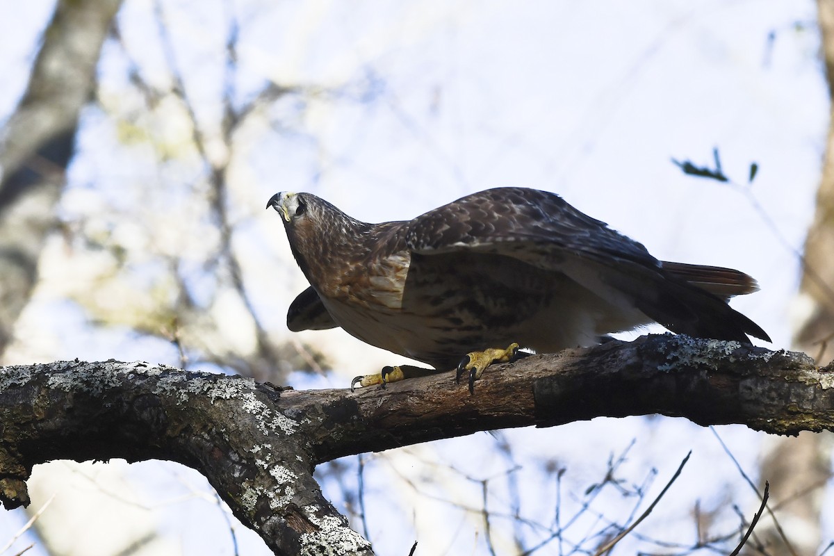 Red-tailed Hawk (borealis) - ML404865151