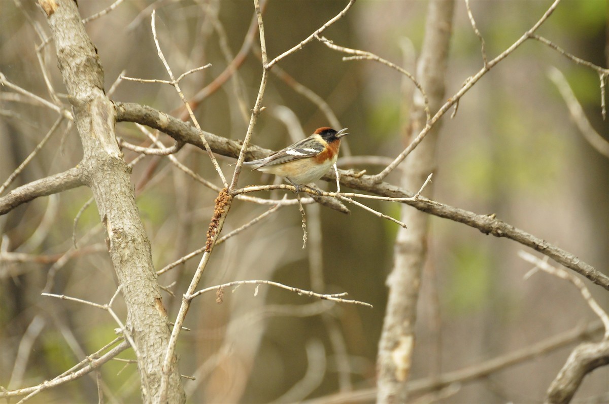 Bay-breasted Warbler - ML404865181