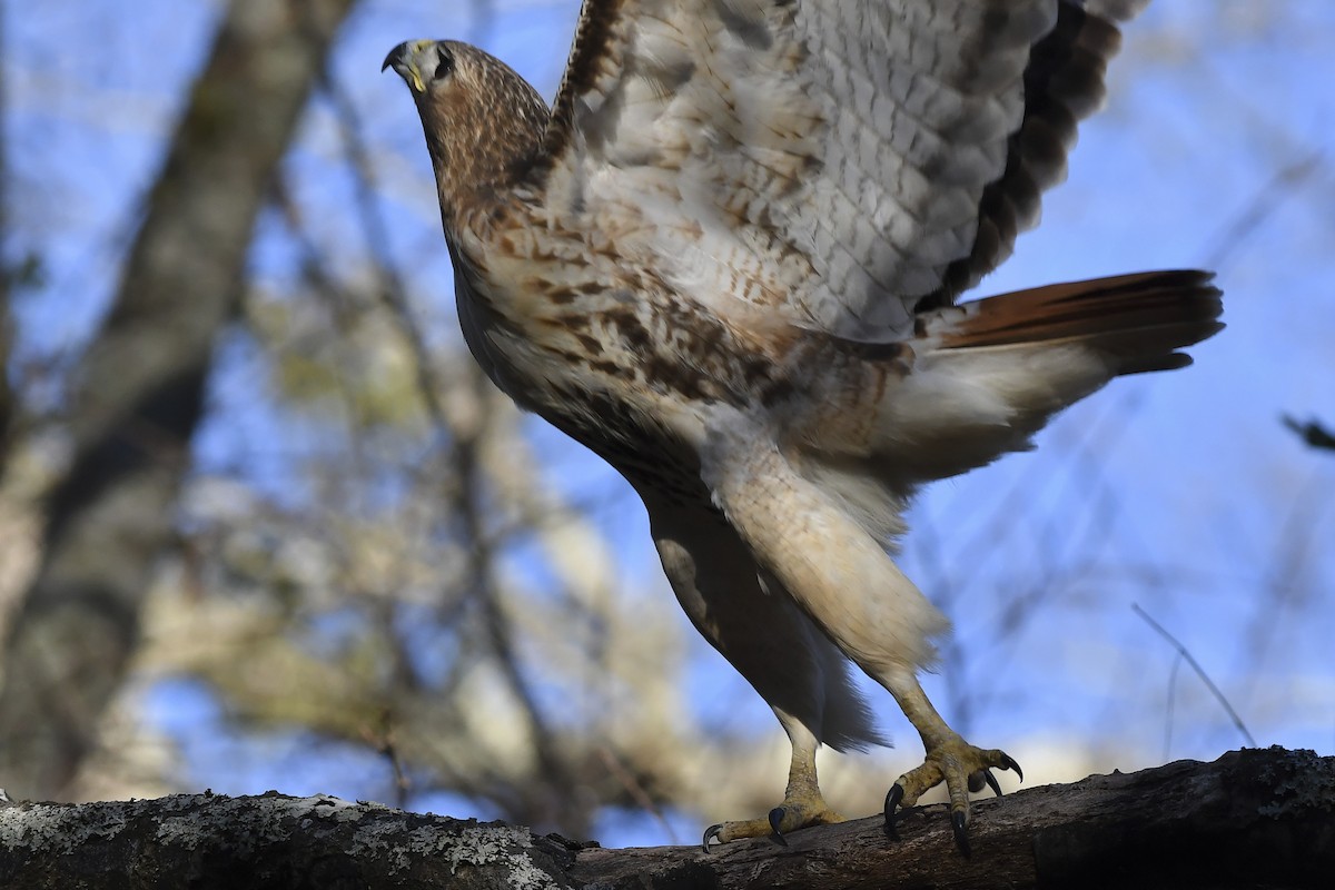Red-tailed Hawk (borealis) - ML404865441