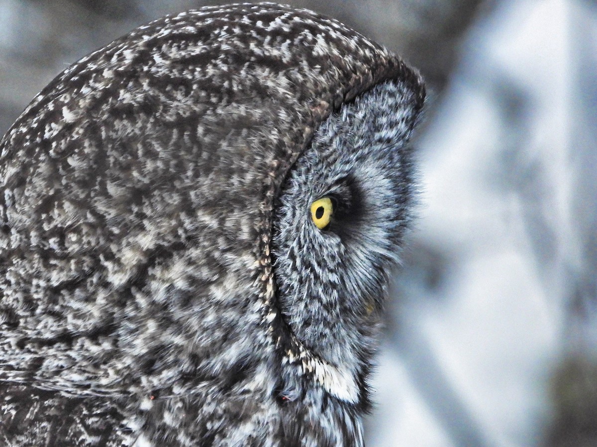 Great Gray Owl - Simon Tolzmann