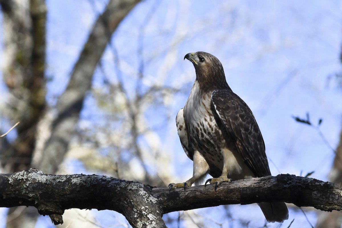 Red-tailed Hawk (borealis) - ML404865641