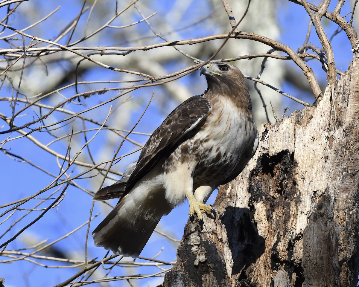 Red-tailed Hawk (borealis) - ML404865781
