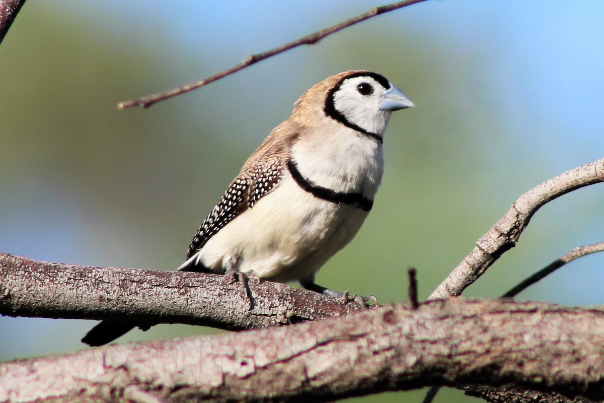 Double-barred Finch - Leonie Beaulieu