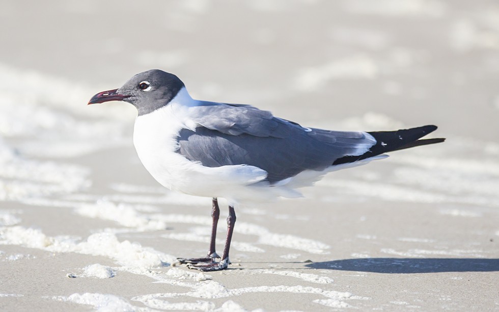 Laughing Gull - ML40486751