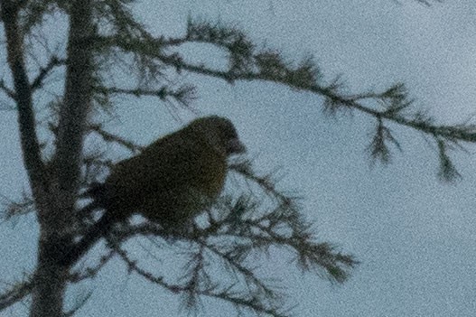 Collared Grosbeak - ML404869191