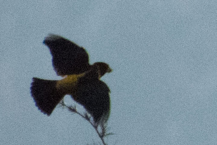 Collared Grosbeak - ML404869201