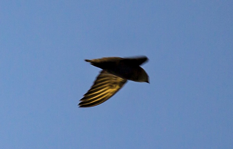 Chimney Swift - ML40486951