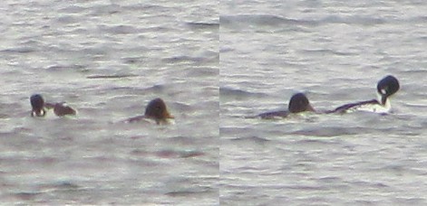 Common Goldeneye - ML40487111