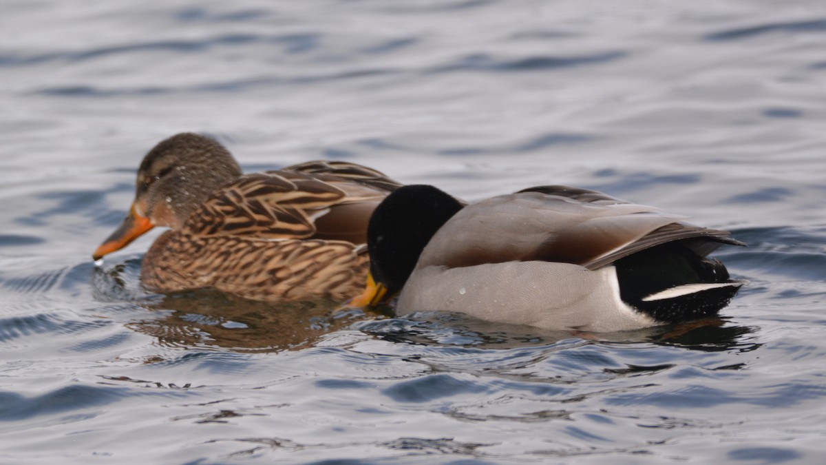 Mallard - Ben Dixon