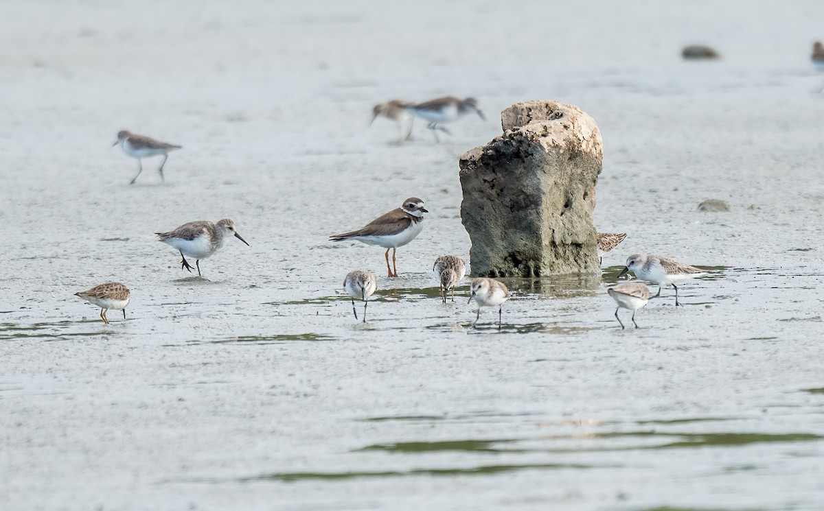 Western Sandpiper - ML404871371