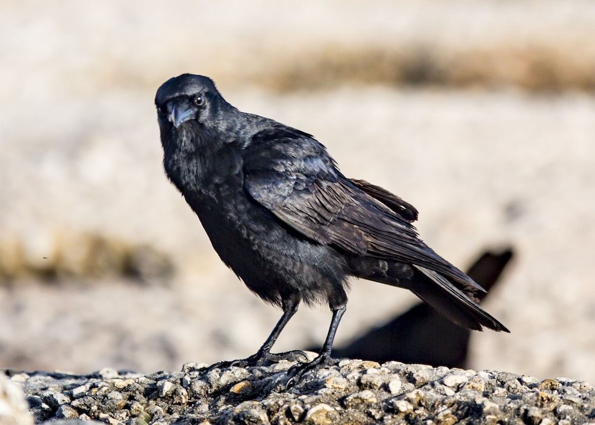 Fish Crow - ML40487151