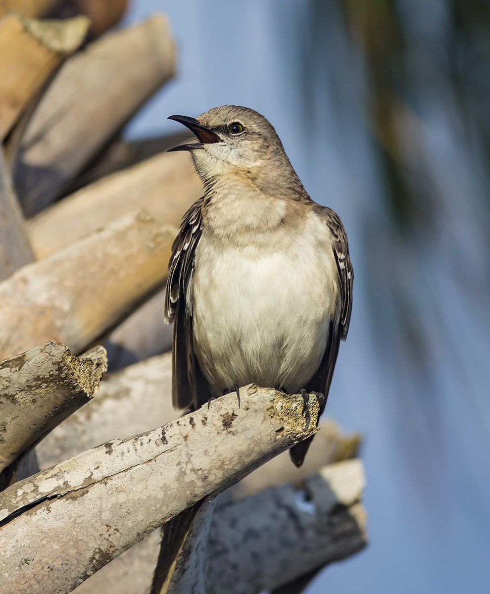 Northern Mockingbird - bj worth