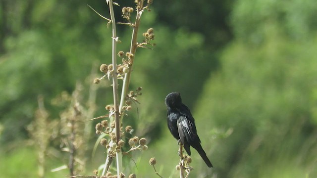 Crested Black-Tyrant - ML404874271