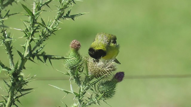 Hooded Siskin - ML404874451