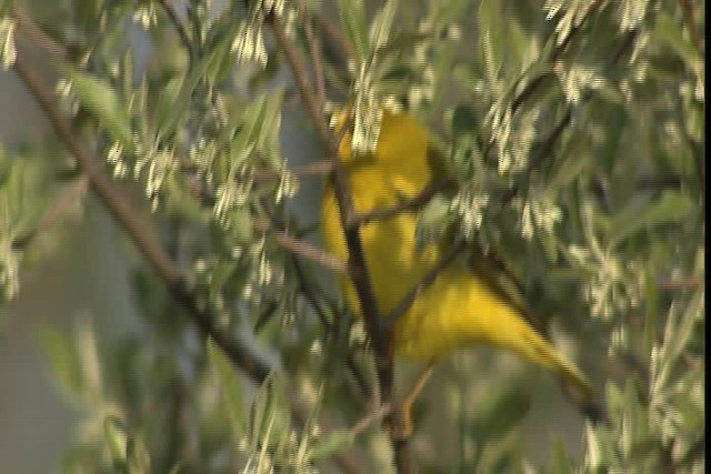 Yellow Warbler (Northern) - ML404875