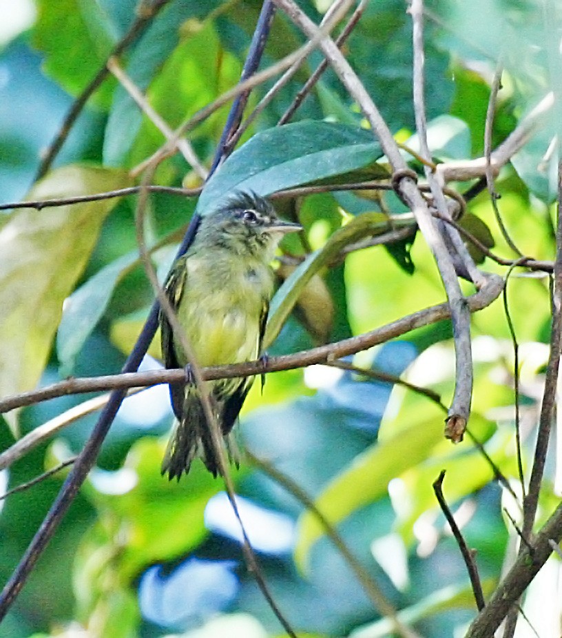 Yellow-olive Flatbill - Peter Candido