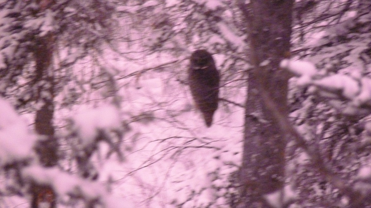 Great Gray Owl - ML404877881