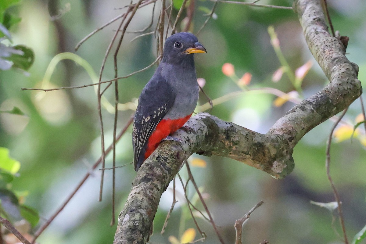 Black-tailed Trogon - ML404878711