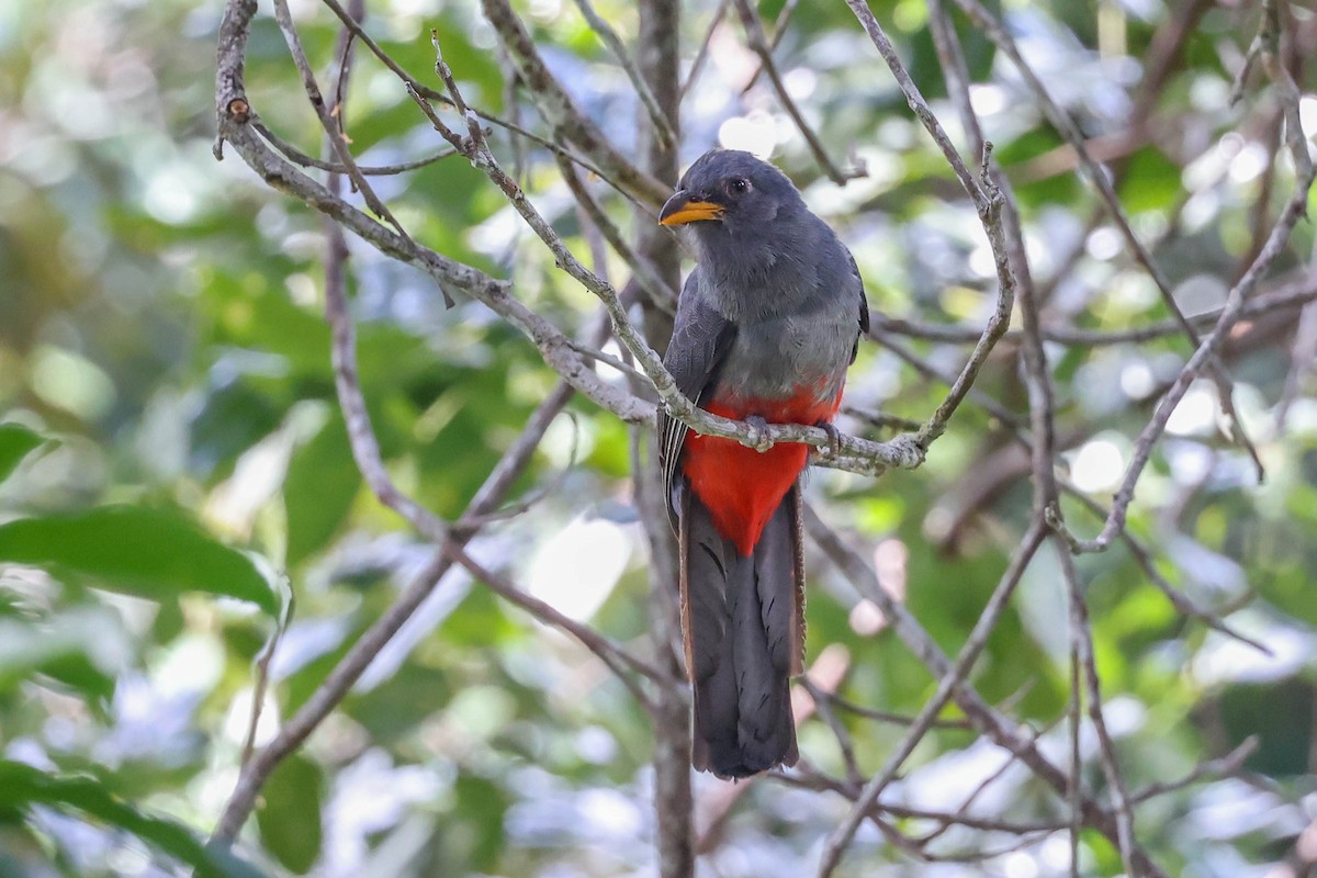 Trogón Colinegro Común - ML404878721